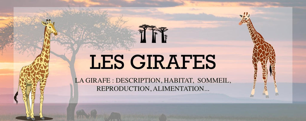 La Girafe : Description, Habitat, Sommeil, Reproduction, Alimentation...