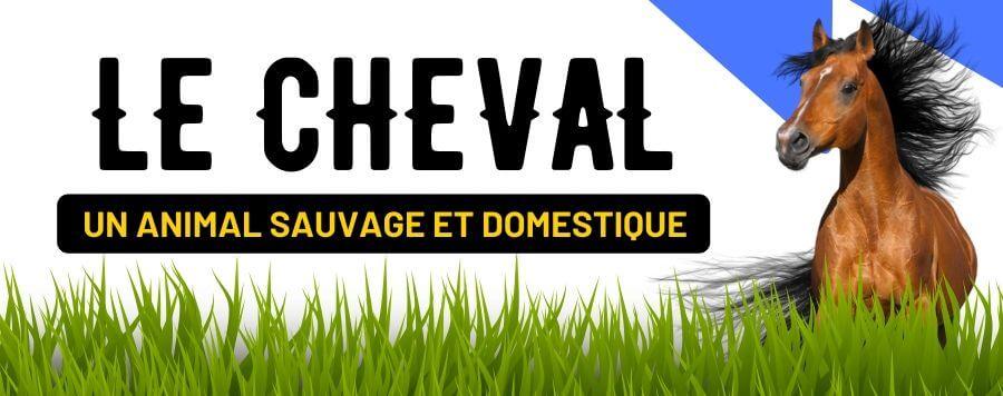 Le Cheval : un Animal Sauvage et Domestique !