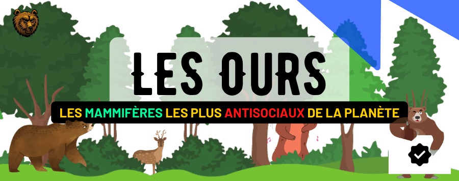 Les Ours : Habitat, Description, Alimentation et Prédateurs !