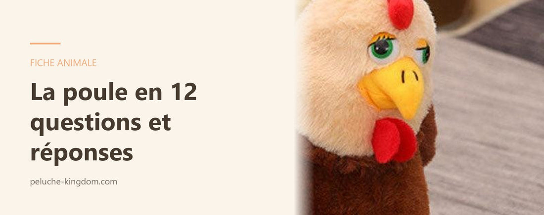 Peluche poule fermière, illustration de la fiche questions-réponses sur la poule