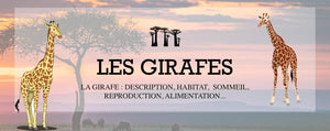 La Girafe : Description, Habitat, Sommeil, Reproduction, Alimentation