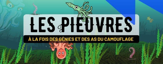 The Octopus, an Ace of Camouflage and Intelligence