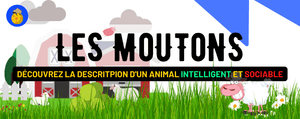 Le Mouton : Intelligence, Sociabilité, Habitat, Reproduction et Description