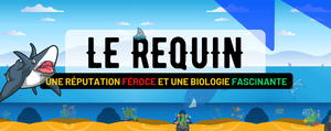 Le Requin : Alimentation, Comportement, Reproduction